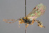  ( - BC-ZSM-HYM-29764-A11)  @11 [ ] CreativeCommons - Attribution Non-Commercial Share-Alike (2017) SNSB, Staatliche Naturwissenschaftliche Sammlungen Bayerns ZSM (SNSB, Zoologische Staatssammlung Muenchen)