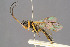  ( - BC-ZSM-HYM-29764-A12)  @11 [ ] CreativeCommons - Attribution Non-Commercial Share-Alike (2017) SNSB, Staatliche Naturwissenschaftliche Sammlungen Bayerns ZSM (SNSB, Zoologische Staatssammlung Muenchen)