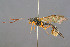 ( - BC-ZSM-HYM-29764-B01)  @11 [ ] CreativeCommons - Attribution Non-Commercial Share-Alike (2017) SNSB, Staatliche Naturwissenschaftliche Sammlungen Bayerns ZSM (SNSB, Zoologische Staatssammlung Muenchen)