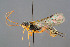  (Smicroplectrus - BC-ZSM-HYM-29764-B02)  @15 [ ] CreativeCommons - Attribution Non-Commercial Share-Alike (2017) SNSB, Staatliche Naturwissenschaftliche Sammlungen Bayerns ZSM (SNSB, Zoologische Staatssammlung Muenchen)