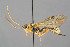  (Smicroplectrus - BC-ZSM-HYM-29764-B05)  @15 [ ] CreativeCommons - Attribution Non-Commercial Share-Alike (2017) SNSB, Staatliche Naturwissenschaftliche Sammlungen Bayerns ZSM (SNSB, Zoologische Staatssammlung Muenchen)