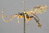  ( - BC-ZSM-HYM-29764-B07)  @14 [ ] CreativeCommons - Attribution Non-Commercial Share-Alike (2017) SNSB, Staatliche Naturwissenschaftliche Sammlungen Bayerns ZSM (SNSB, Zoologische Staatssammlung Muenchen)