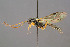  ( - BC-ZSM-HYM-29764-B08)  @14 [ ] CreativeCommons - Attribution Non-Commercial Share-Alike (2017) SNSB, Staatliche Naturwissenschaftliche Sammlungen Bayerns ZSM (SNSB, Zoologische Staatssammlung Muenchen)