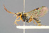  (Smicroplectrus - BC-ZSM-HYM-29764-B09)  @15 [ ] CreativeCommons - Attribution Non-Commercial Share-Alike (2017) SNSB, Staatliche Naturwissenschaftliche Sammlungen Bayerns ZSM (SNSB, Zoologische Staatssammlung Muenchen)