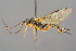  (Smicroplectrus heinrichi - BC-ZSM-HYM-29764-B12)  @11 [ ] CreativeCommons - Attribution Non-Commercial Share-Alike (2017) SNSB, Staatliche Naturwissenschaftliche Sammlungen Bayerns ZSM (SNSB, Zoologische Staatssammlung Muenchen)