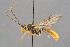  (Exyston - BC-ZSM-HYM-29764-C04)  @15 [ ] CreativeCommons - Attribution Non-Commercial Share-Alike (2017) SNSB, Staatliche Naturwissenschaftliche Sammlungen Bayerns ZSM (SNSB, Zoologische Staatssammlung Muenchen)