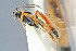  (Erigorgus melanops - BC-ZSM-HYM-29764-E03)  @14 [ ] CreativeCommons - Attribution Non-Commercial Share-Alike (2017) SNSB, Staatliche Naturwissenschaftliche Sammlungen Bayerns ZSM (SNSB, Zoologische Staatssammlung Muenchen)