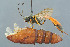  ( - BC-ZSM-HYM-29764-F01)  @11 [ ] CreativeCommons - Attribution Non-Commercial Share-Alike (2017) SNSB, Staatliche Naturwissenschaftliche Sammlungen Bayerns ZSM (SNSB, Zoologische Staatssammlung Muenchen)