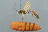  ( - BC-ZSM-HYM-29764-F03)  @11 [ ] CreativeCommons - Attribution Non-Commercial Share-Alike (2017) SNSB, Staatliche Naturwissenschaftliche Sammlungen Bayerns ZSM (SNSB, Zoologische Staatssammlung Muenchen)