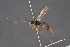  ( - BC-ZSM-HYM-29766-B09)  @12 [ ] CreativeCommons - Attribution Non-Commercial Share-Alike (2018) SNSB, Staatliche Naturwissenschaftliche Sammlungen Bayerns ZSM (SNSB, Zoologische Staatssammlung Muenchen)