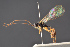  ( - BC-ZSM-HYM-29766-E01)  @11 [ ] CreativeCommons - Attribution Non-Commercial Share-Alike (2018) SNSB, Staatliche Naturwissenschaftliche Sammlungen Bayerns ZSM (SNSB, Zoologische Staatssammlung Muenchen)