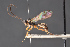  ( - BC-ZSM-HYM-29766-E02)  @11 [ ] CreativeCommons - Attribution Non-Commercial Share-Alike (2018) SNSB, Staatliche Naturwissenschaftliche Sammlungen Bayerns ZSM (SNSB, Zoologische Staatssammlung Muenchen)