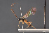  ( - BC-ZSM-HYM-29766-E04)  @11 [ ] CreativeCommons - Attribution Non-Commercial Share-Alike (2018) SNSB, Staatliche Naturwissenschaftliche Sammlungen Bayerns ZSM (SNSB, Zoologische Staatssammlung Muenchen)