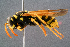  (Polistes dominula - BC-ZSM-HYM-29768-A05)  @15 [ ] CreativeCommons - Attribution Non-Commercial Share-Alike (2018) SNSB, Staatliche Naturwissenschaftliche Sammlungen Bayerns ZSM (SNSB, Zoologische Staatssammlung Muenchen)