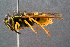  ( - BC-ZSM-HYM-29768-A12)  @14 [ ] CreativeCommons - Attribution Non-Commercial Share-Alike (2018) SNSB, Staatliche Naturwissenschaftliche Sammlungen Bayerns ZSM (SNSB, Zoologische Staatssammlung Muenchen)