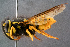  ( - BC-ZSM-HYM-29768-B01)  @14 [ ] CreativeCommons - Attribution Non-Commercial Share-Alike (2018) SNSB, Staatliche Naturwissenschaftliche Sammlungen Bayerns ZSM (SNSB, Zoologische Staatssammlung Muenchen)