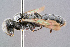  ( - BC-ZSM-HYM-29768-D01)  @14 [ ] CreativeCommons - Attribution Non-Commercial Share-Alike (2018) SNSB, Staatliche Naturwissenschaftliche Sammlungen Bayerns ZSM (SNSB, Zoologische Staatssammlung Muenchen)