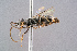  ( - BC-ZSM-HYM-29768-D02)  @14 [ ] CreativeCommons - Attribution Non-Commercial Share-Alike (2018) SNSB, Staatliche Naturwissenschaftliche Sammlungen Bayerns ZSM (SNSB, Zoologische Staatssammlung Muenchen)