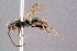  (Dolichurus corniculus - BC-ZSM-HYM-29768-D03)  @15 [ ] CreativeCommons - Attribution Non-Commercial Share-Alike (2018) SNSB, Staatliche Naturwissenschaftliche Sammlungen Bayerns ZSM (SNSB, Zoologische Staatssammlung Muenchen)