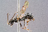  ( - BC-ZSM-HYM-29768-D04)  @14 [ ] CreativeCommons - Attribution Non-Commercial Share-Alike (2018) SNSB, Staatliche Naturwissenschaftliche Sammlungen Bayerns ZSM (SNSB, Zoologische Staatssammlung Muenchen)