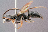  (Dolichurus - BC-ZSM-HYM-29768-D06)  @15 [ ] CreativeCommons - Attribution Non-Commercial Share-Alike (2018) SNSB, Staatliche Naturwissenschaftliche Sammlungen Bayerns ZSM (SNSB, Zoologische Staatssammlung Muenchen)