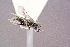  ( - BC-ZSM-HYM-29768-D08)  @11 [ ] CreativeCommons - Attribution Non-Commercial Share-Alike (2018) SNSB, Staatliche Naturwissenschaftliche Sammlungen Bayerns ZSM (SNSB, Zoologische Staatssammlung Muenchen)