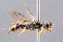  (Tracheliodes - BC-ZSM-HYM-29768-E02)  @15 [ ] CreativeCommons - Attribution Non-Commercial Share-Alike (2018) SNSB, Staatliche Naturwissenschaftliche Sammlungen Bayerns ZSM (SNSB, Zoologische Staatssammlung Muenchen)