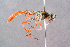  ( - BC-ZSM-HYM-29768-F08)  @15 [ ] CreativeCommons - Attribution Non-Commercial Share-Alike (2018) SNSB, Staatliche Naturwissenschaftliche Sammlungen Bayerns ZSM (SNSB, Zoologische Staatssammlung Muenchen)