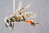  (Prionyx kirbii - BC-ZSM-HYM-29768-G05)  @14 [ ] CreativeCommons - Attribution Non-Commercial Share-Alike (2018) SNSB, Staatliche Naturwissenschaftliche Sammlungen Bayerns ZSM (SNSB, Zoologische Staatssammlung Muenchen)