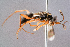  ( - BC-ZSM-HYM-29768-H10)  @14 [ ] CreativeCommons - Attribution Non-Commercial Share-Alike (2018) SNSB, Staatliche Naturwissenschaftliche Sammlungen Bayerns ZSM (SNSB, Zoologische Staatssammlung Muenchen)