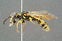  (Philanthus venustus - BC-ZSM-HYM-29769-A06)  @14 [ ] CreativeCommons - Attribution Non-Commercial Share-Alike (2018) SNSB, Staatliche Naturwissenschaftliche Sammlungen Bayerns ZSM (SNSB, Zoologische Staatssammlung Muenchen)