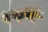  (Bembecinus insulanus - BC-ZSM-HYM-29769-C01)  @14 [ ] CreativeCommons - Attribution Non-Commercial Share-Alike (2018) SNSB, Staatliche Naturwissenschaftliche Sammlungen Bayerns ZSM (SNSB, Zoologische Staatssammlung Muenchen)