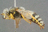  ( - BC-ZSM-HYM-29769-C11)  @14 [ ] CreativeCommons - Attribution Non-Commercial Share-Alike (2018) SNSB, Staatliche Naturwissenschaftliche Sammlungen Bayerns ZSM (SNSB, Zoologische Staatssammlung Muenchen)