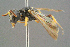  ( - BC-ZSM-HYM-29769-E04)  @13 [ ] CreativeCommons - Attribution Non-Commercial Share-Alike (2018) SNSB, Staatliche Naturwissenschaftliche Sammlungen Bayerns ZSM (SNSB, Zoologische Staatssammlung Muenchen)