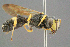  ( - BC-ZSM-HYM-29769-E06)  @13 [ ] CreativeCommons - Attribution Non-Commercial Share-Alike (2018) SNSB, Staatliche Naturwissenschaftliche Sammlungen Bayerns ZSM (SNSB, Zoologische Staatssammlung Muenchen)