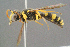  ( - BC-ZSM-HYM-29769-E07)  @13 [ ] CreativeCommons - Attribution Non-Commercial Share-Alike (2018) SNSB, Staatliche Naturwissenschaftliche Sammlungen Bayerns ZSM (SNSB, Zoologische Staatssammlung Muenchen)