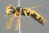  ( - BC-ZSM-HYM-29769-E10)  @13 [ ] CreativeCommons - Attribution Non-Commercial Share-Alike (2018) SNSB, Staatliche Naturwissenschaftliche Sammlungen Bayerns ZSM (SNSB, Zoologische Staatssammlung Muenchen)
