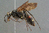  ( - BC-ZSM-HYM-29769-G11)  @11 [ ] CreativeCommons - Attribution Non-Commercial Share-Alike (2018) SNSB, Staatliche Naturwissenschaftliche Sammlungen Bayerns ZSM (SNSB, Zoologische Staatssammlung Muenchen)