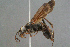  ( - BC-ZSM-HYM-29769-G12)  @11 [ ] CreativeCommons - Attribution Non-Commercial Share-Alike (2018) SNSB, Staatliche Naturwissenschaftliche Sammlungen Bayerns ZSM (SNSB, Zoologische Staatssammlung Muenchen)