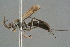 ( - BC-ZSM-HYM-29769-H03)  @11 [ ] CreativeCommons - Attribution Non-Commercial Share-Alike (2018) SNSB, Staatliche Naturwissenschaftliche Sammlungen Bayerns ZSM (SNSB, Zoologische Staatssammlung Muenchen)