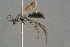  ( - BC-ZSM-HYM-29769-H05)  @11 [ ] CreativeCommons - Attribution Non-Commercial Share-Alike (2018) SNSB, Staatliche Naturwissenschaftliche Sammlungen Bayerns ZSM (SNSB, Zoologische Staatssammlung Muenchen)