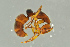  ( - BC-ZSM-HYM-29770-B02)  @12 [ ] CreativeCommons - Attribution Non-Commercial Share-Alike (2018) SNSB, Staatliche Naturwissenschaftliche Sammlungen Bayerns ZSM (SNSB, Zoologische Staatssammlung Muenchen)