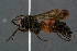  (Evagetes iconionus - BC-ZSM-HYM-29771-B02)  @11 [ ] CreativeCommons - Attribution Non-Commercial Share-Alike (2018) SNSB, Staatliche Naturwissenschaftliche Sammlungen Bayerns ZSM (SNSB, Zoologische Staatssammlung Muenchen)