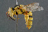  (Kohlia - BC-ZSM-HYM-29771-B04)  @15 [ ] CreativeCommons - Attribution Non-Commercial Share-Alike (2018) SNSB, Staatliche Naturwissenschaftliche Sammlungen Bayerns ZSM (SNSB, Zoologische Staatssammlung Muenchen)