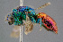  ( - BC-ZSM-HYM-29771-E07)  @13 [ ] CreativeCommons - Attribution Non-Commercial Share-Alike (2018) SNSB, Staatliche Naturwissenschaftliche Sammlungen Bayerns ZSM (SNSB, Zoologische Staatssammlung Muenchen)