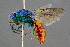  ( - BC-ZSM-HYM-29771-E08)  @15 [ ] CreativeCommons - Attribution Non-Commercial Share-Alike (2018) SNSB, Staatliche Naturwissenschaftliche Sammlungen Bayerns ZSM (SNSB, Zoologische Staatssammlung Muenchen)