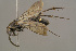  ( - BC-ZSM-HYM-29771-F09)  @15 [ ] CreativeCommons - Attribution Non-Commercial Share-Alike (2018) SNSB, Staatliche Naturwissenschaftliche Sammlungen Bayerns ZSM (SNSB, Zoologische Staatssammlung Muenchen)
