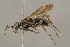 ( - BC-ZSM-HYM-29771-F10)  @15 [ ] CreativeCommons - Attribution Non-Commercial Share-Alike (2018) SNSB, Staatliche Naturwissenschaftliche Sammlungen Bayerns ZSM (SNSB, Zoologische Staatssammlung Muenchen)