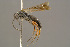  ( - BC-ZSM-HYM-29771-F12)  @14 [ ] CreativeCommons - Attribution Non-Commercial Share-Alike (2018) SNSB, Staatliche Naturwissenschaftliche Sammlungen Bayerns ZSM (SNSB, Zoologische Staatssammlung Muenchen)
