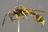  ( - BC-ZSM-HYM-29771-G03)  @11 [ ] CreativeCommons - Attribution Non-Commercial Share-Alike (2018) SNSB, Staatliche Naturwissenschaftliche Sammlungen Bayerns ZSM (SNSB, Zoologische Staatssammlung Muenchen)